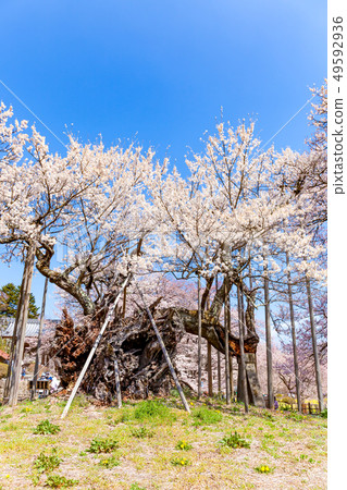 Yamataka Kamishiro Sakura Kamishiro Sakura Sakura Japan's Three Great Sakuras Yamataka Kamishiro Sakura Kamishiro Sakura Sakura Japan's Three Great Sakuras 49592936