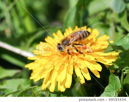 Dandelion and bee 49593434