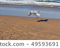海鳥 49593691