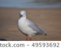 海鳥 49593692