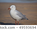 海鳥 49593694