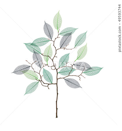 Stylized tree with twigs and skeleton of leaves 49593744