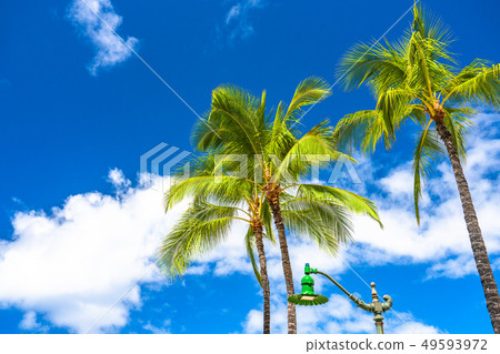 "Hawaii" Palm trees Waikiki Beach "Hawaii" Palm trees Waikiki Beach 49593972