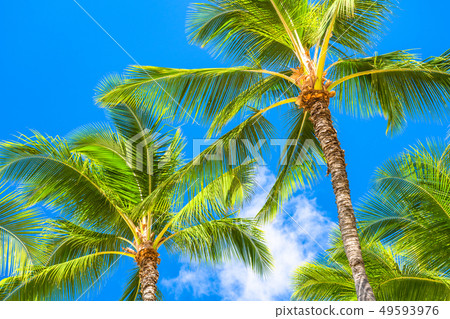 “夏威夷”棕櫚樹威基基海灘 49593976