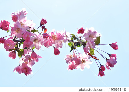 花中(花ha桐) 花中(花ha桐) 49594148