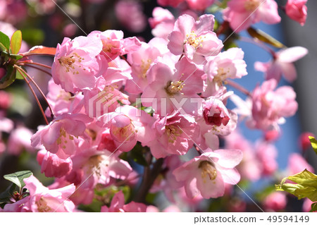花中(花ha桐) 花中(花ha桐) 49594149