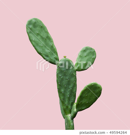 Cactus isolated on pink background minimal summer 49594264