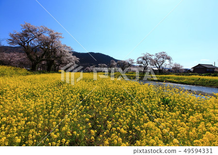 春江 春江 49594331