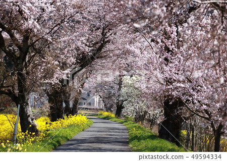 彈簧直徑小 49594334