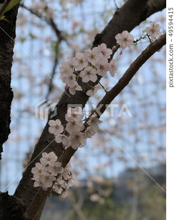 Spring Urara Sakura 49594415