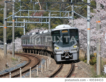 Cherry blossoms in full bloom Yamanakakei and Kishu Road Rapid Cherry blossoms in full bloom Yamanakakei and Kishu Road Rapid 49594433