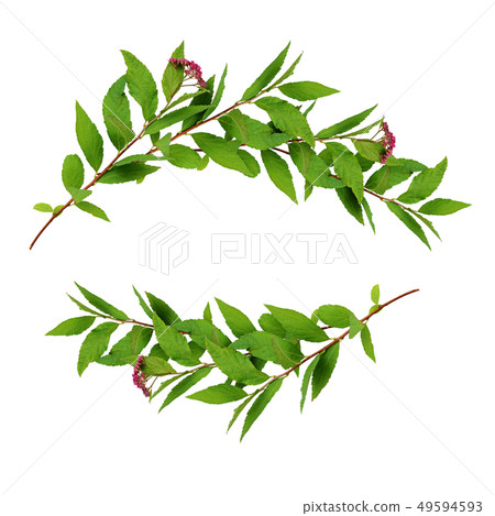 Waved frame with green leaves and small pink Waved frame with green leaves and small pink 49594593
