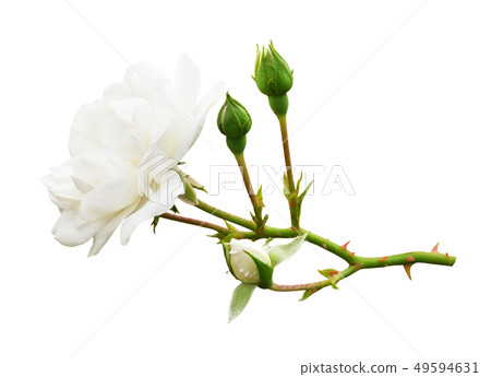 Garden white rose flower and buds Garden white rose flower and buds 49594631