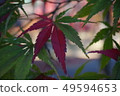 秋葉槭樹秋天槭樹 49594653