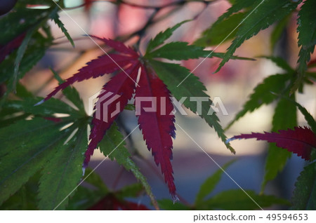 秋葉槭樹秋天槭樹 秋葉槭樹秋天槭樹 49594653