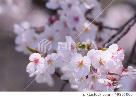 櫻花盛開 49595003