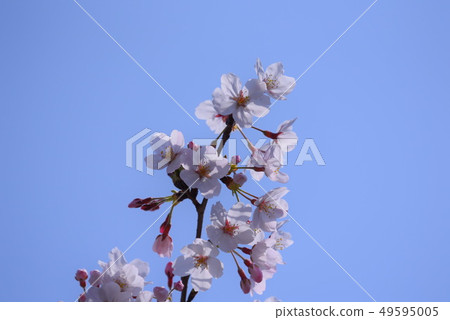 藍天和櫻花 49595005