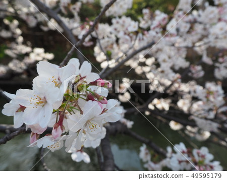 Cherry Blossoms	 49595179