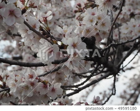 Cherry Blossoms Cherry Blossoms 49595180