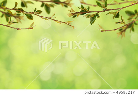 Spring twigs with small green leaves in top border 49595217