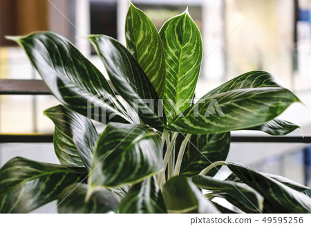 Green tree decoration in the office building 49595256