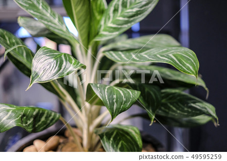 Green tree decoration in the office building Green tree decoration in the office building 49595259