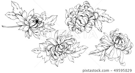 Vector Chrysanthemum floral botanical flowers. Black and white engraved ink art. Isolated flower 49595829