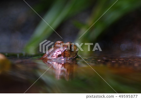 A frog A frog 49595877