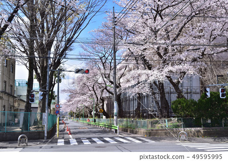 沿Setagaya-Nishigami街的櫻花風景 49595995
