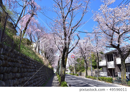 Tamakigaki and cherry blossoms of Setagaya-Sakuraoka Chitose Street 49596011