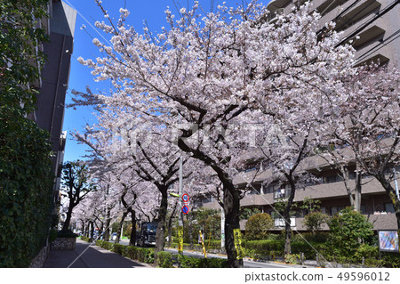 Row of cherry blossom trees in Setagaya and Sakuragaoka 49596012