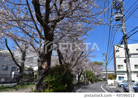 Setagaya-Kododo Edogawa River Green Road Sakura Tree and Odakyu Line elevated 49596013