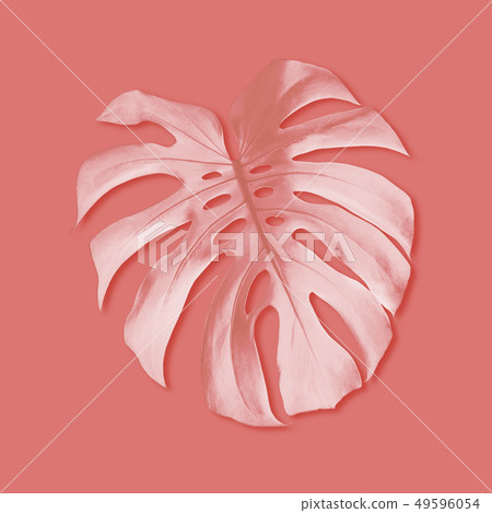 Summer tropical monstera foliage on coral color 49596054