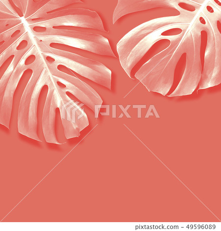 Monstera summer tropical leaves background 49596089