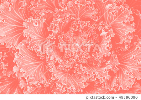 Macro living coral cabbage ornamental background Macro living coral cabbage ornamental background 49596090