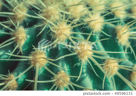 Close up view of green cactus as a background Close up view of green cactus as a background 49596131