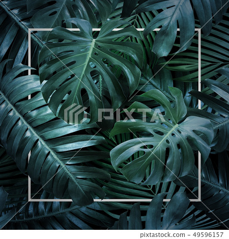 Summer tropical leaves on black background 49596157