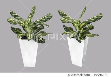 Dumb Cane tree in white pot isolated on gray Dumb Cane tree in white pot isolated on gray 49596160