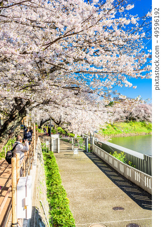 東京Chidorigafuchi櫻花(清晨) 東京Chidorigafuchi櫻花(清晨) 49596192