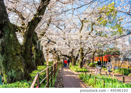 Tokyo Chidorigafuchi cherry blossoms (early morning) Tokyo Chidorigafuchi cherry blossoms (early morning) 49596193