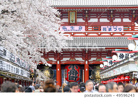 在日本佐倉和Sensoji寺廟的東京都市風景在盛開 49596243