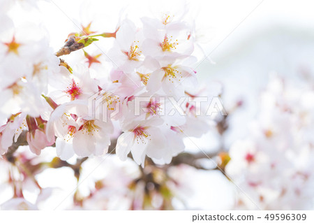 Cherry Blossoms Cherry Blossoms 49596309