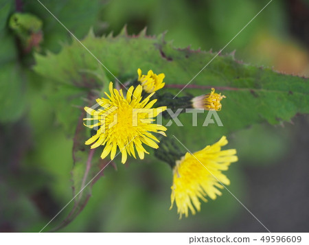 花 花 49596609