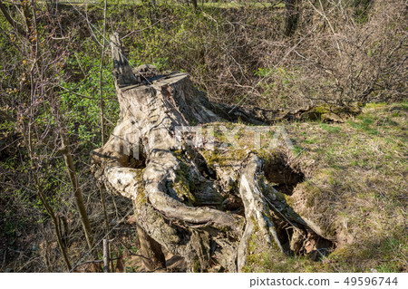 Old tree stump covered with moss Old tree stump covered with moss 49596744