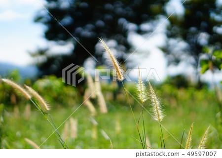 Tall grass flower in meadow and bright light, soft 49597007