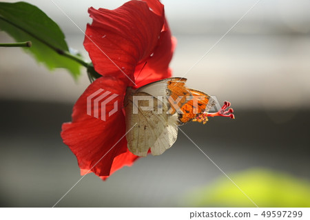 Tufted Beni and Hibiscus Tufted Beni and Hibiscus 49597299