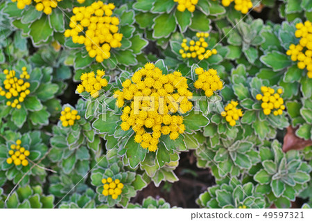 Yellow isotypic flower Yellow isotypic flower 49597321
