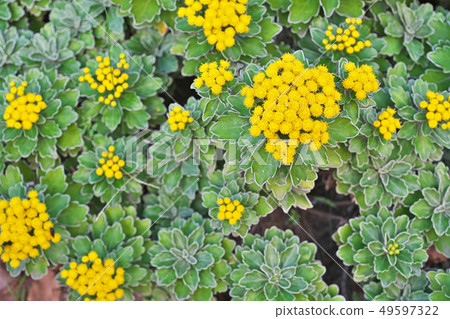 黃色同種花 黃色同種花 49597322