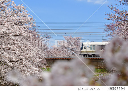 櫻花和221系列火車 49597394