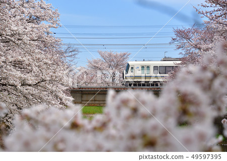 櫻花和221系列火車 49597395